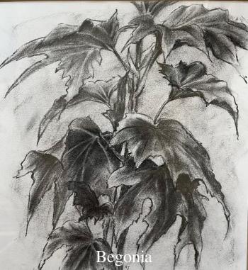 begonia